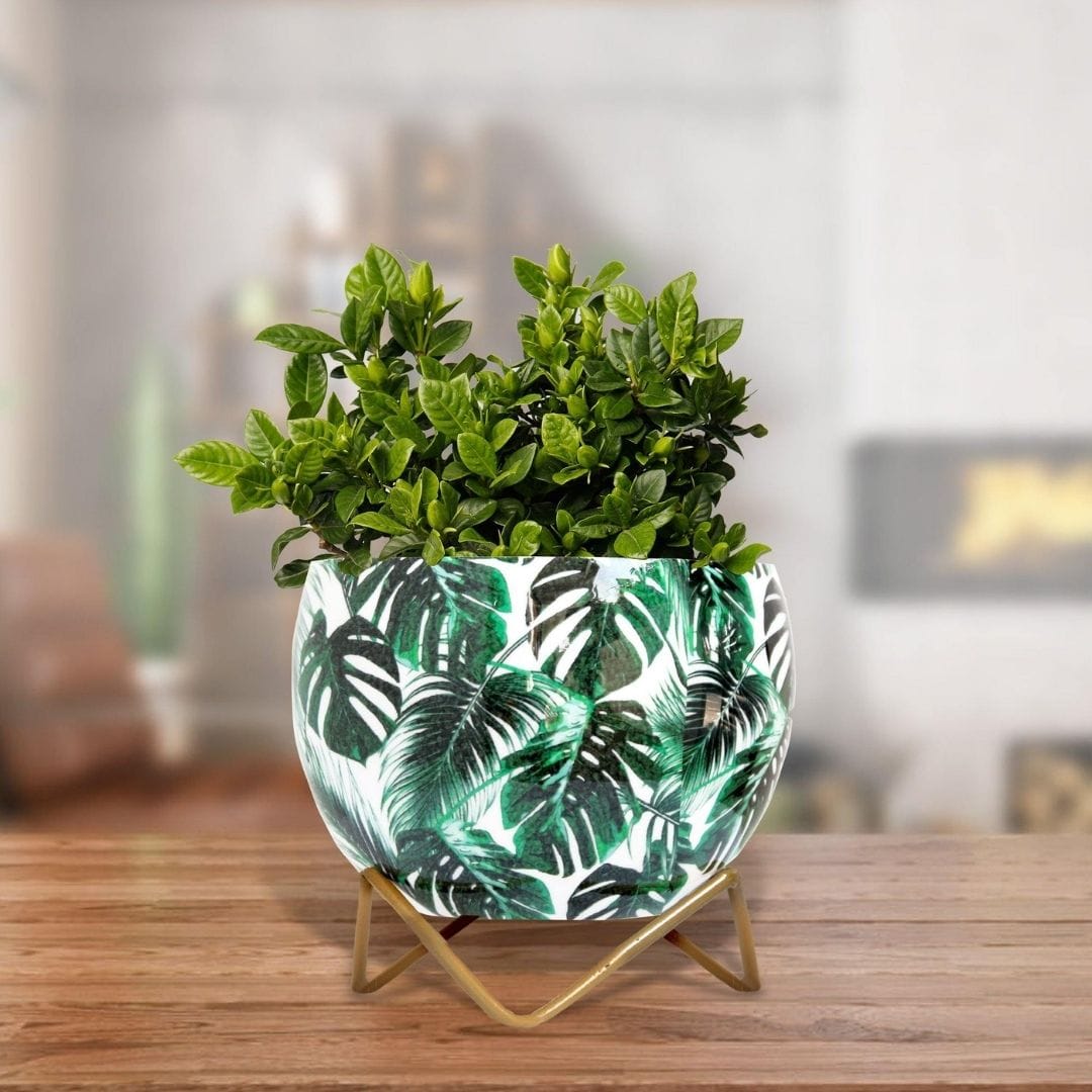Leafy Monstera Lavender Table Top Planter