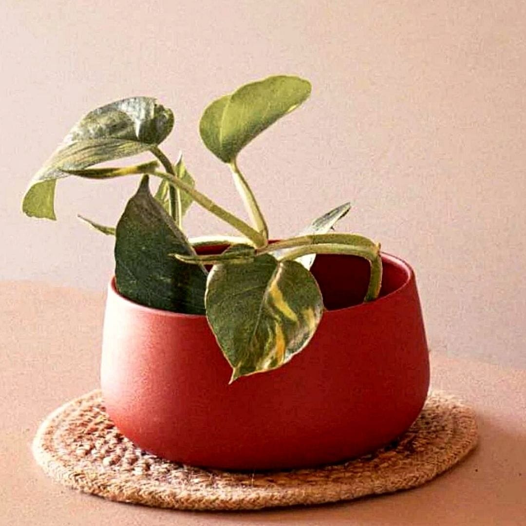 Handi Tabletop Metal Planter (Small)