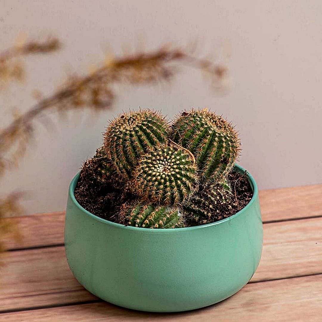 Handi Tabletop Metal Planter (Small)