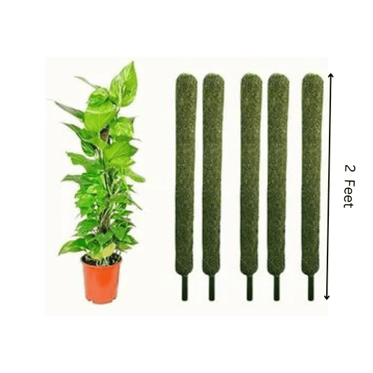 2 Feet Moss Stick set of 5/10