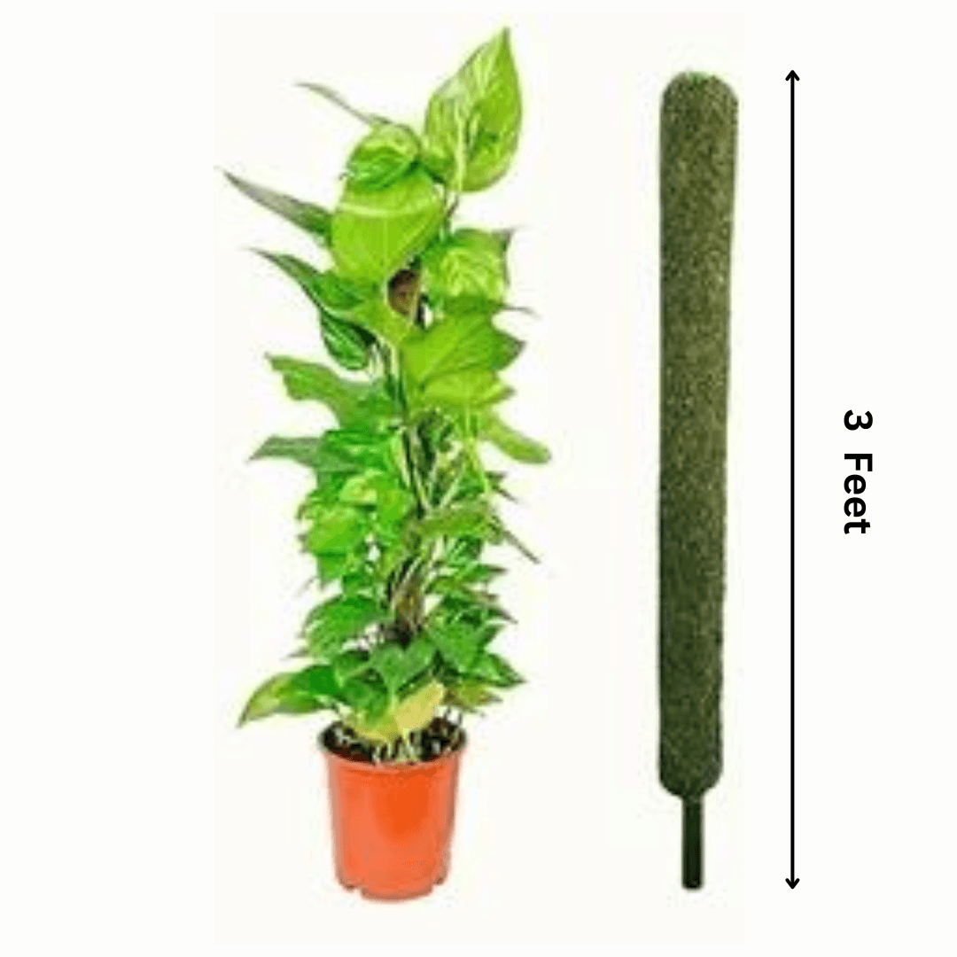moss stick for money plant 3 Feet Moss Stick set of 5/10