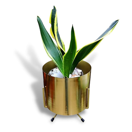 Stella Matte Gold Planter