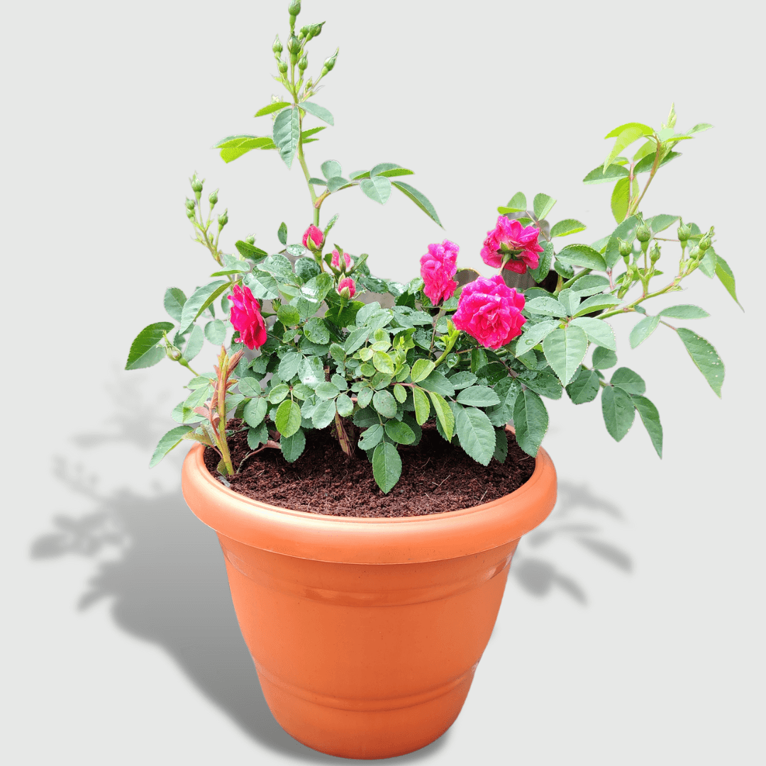 10-Inch Brown Flower Pot - Set of 5/10