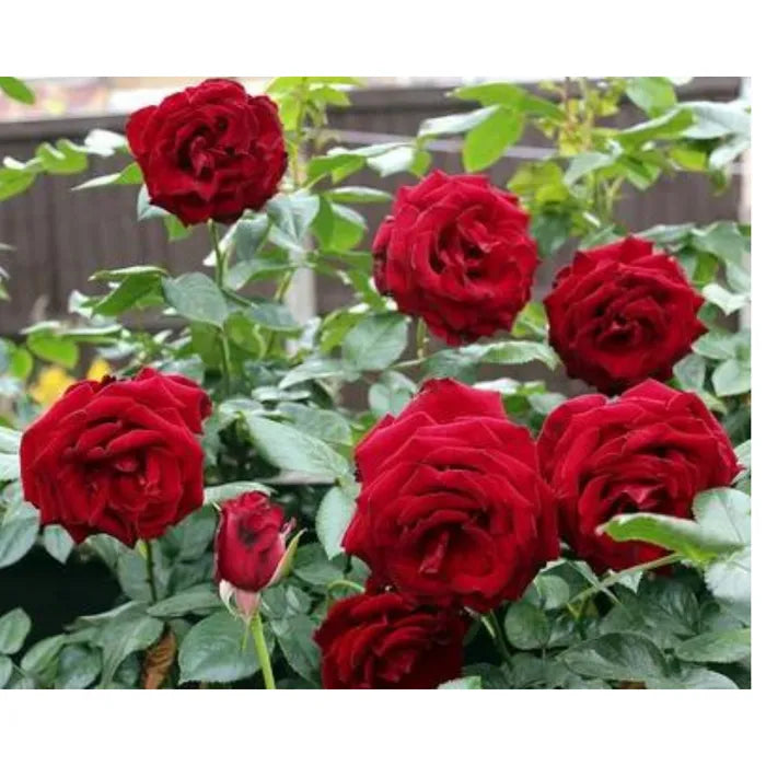 Smiling Rose ( Neem Coated) Flower Boost Organic Manure - 500 Gm