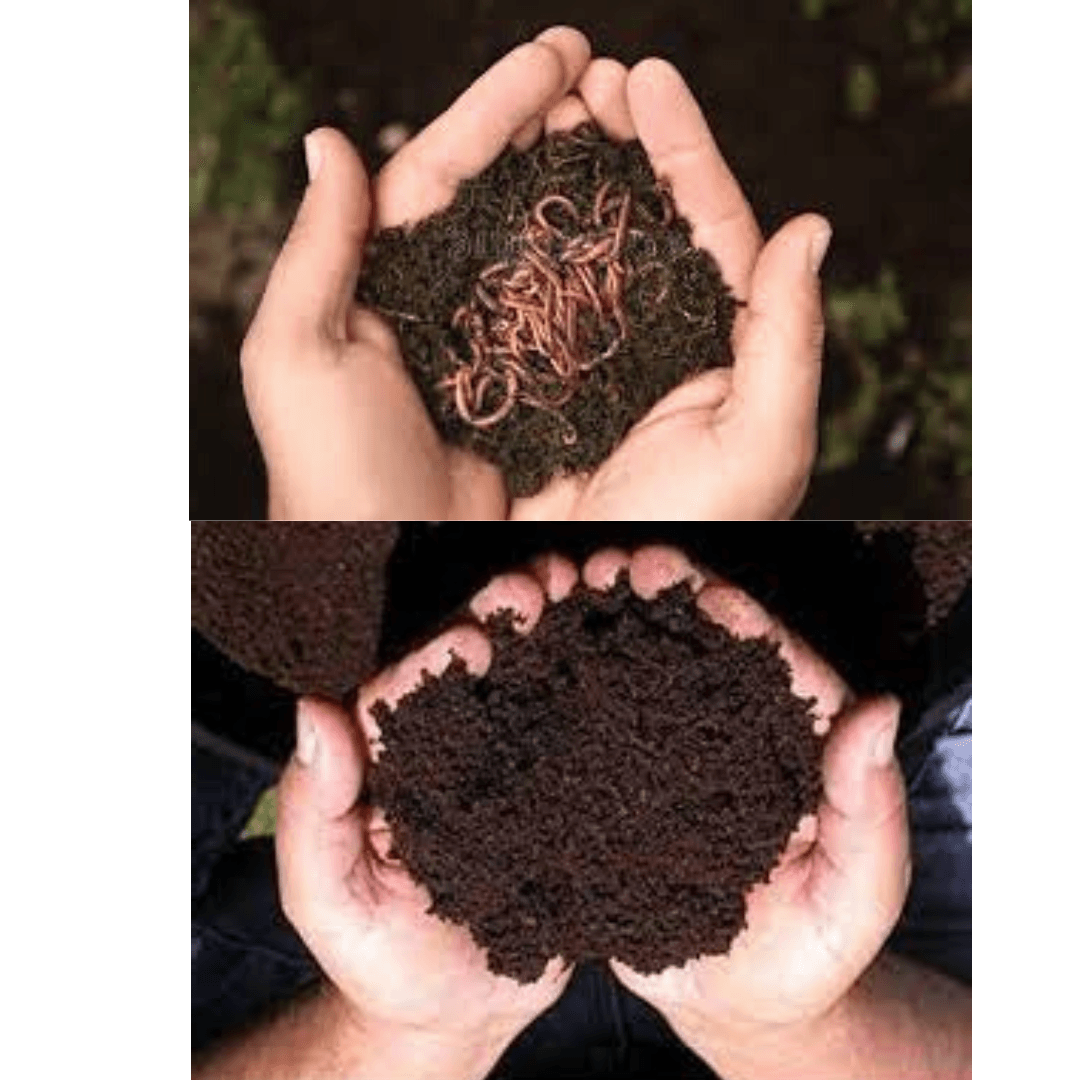 Vermicompost 1.5 Kg/5 Kg/10 Kg - Organic Fertilizer & Manure