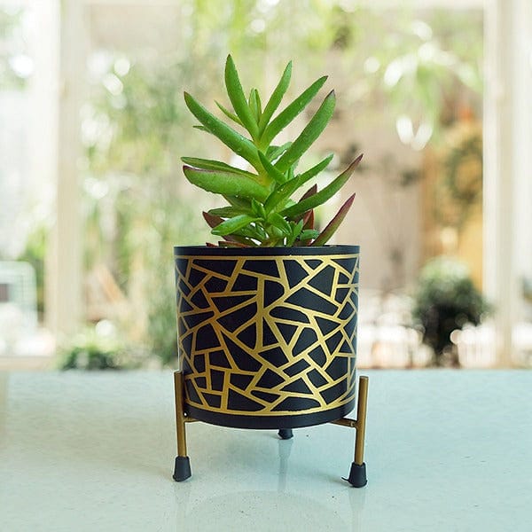 giraffe plant pot Stella Gold-Black Giraffe Print Planter – Leafy Island