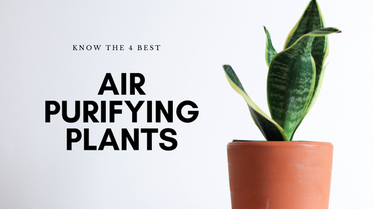 4 Most Effective Air Purifying Indoor House Plants