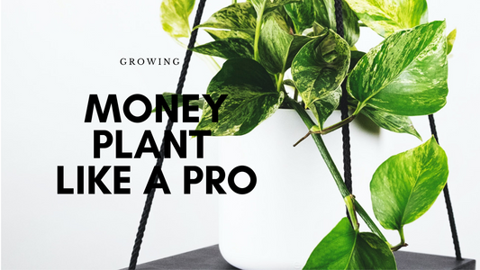How to Grow Money Plant at Home?