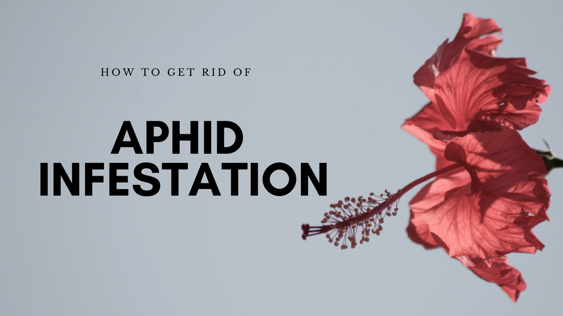 How to get rid of Aphid Infestation