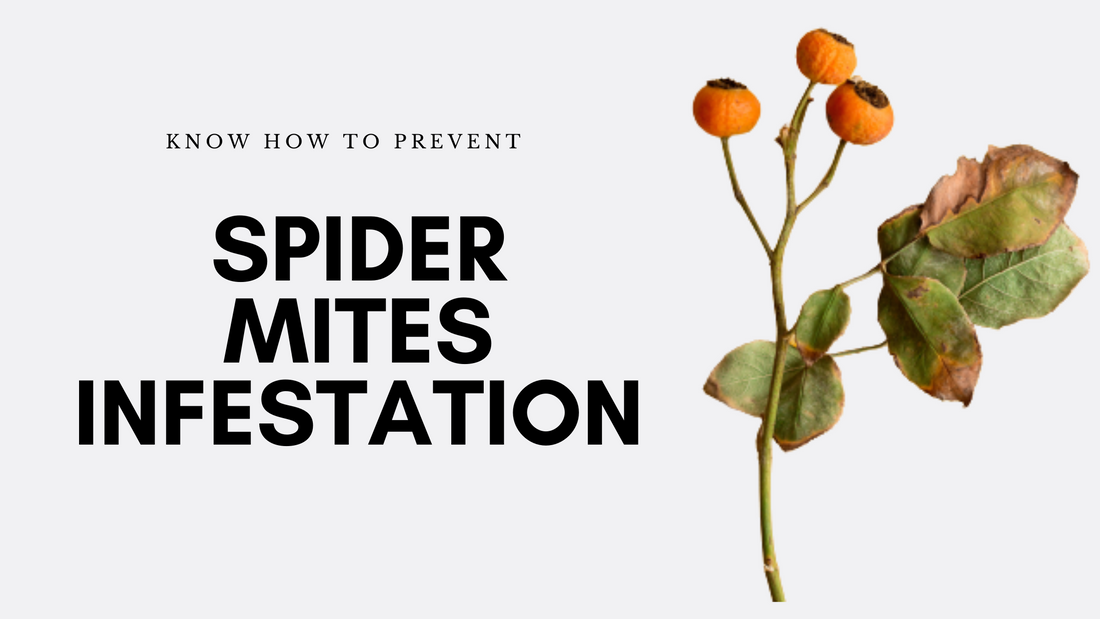 How To Prevent Spider Mites Infestation