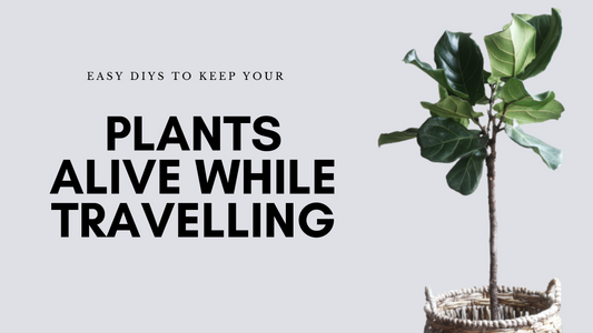 Easy DIYs To keep You Plants Alive While Travelling