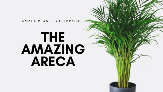 The Amazing Areca- Small Plant, Big Impact