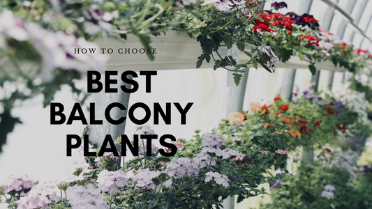 How to Choose the Right Plant for your Balcony