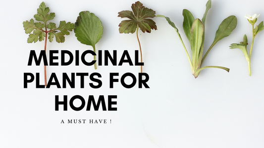 Keep these Top 5 Plants for High Medicinal Benefits