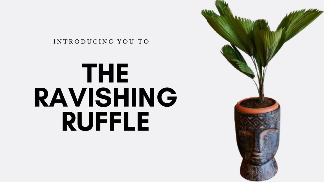 The Ravishing Ruffle