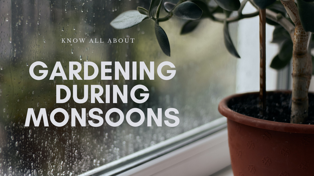 Know All About Gardening During Monsoons