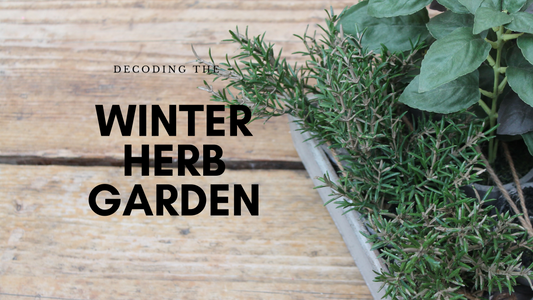 Decoding The Winter Herb Garden