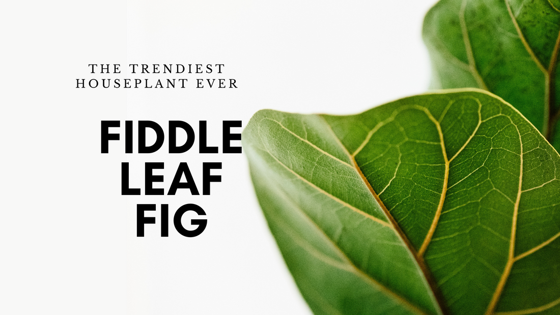 Fiddle Leaf Fig Trees- The 'IT' Plant