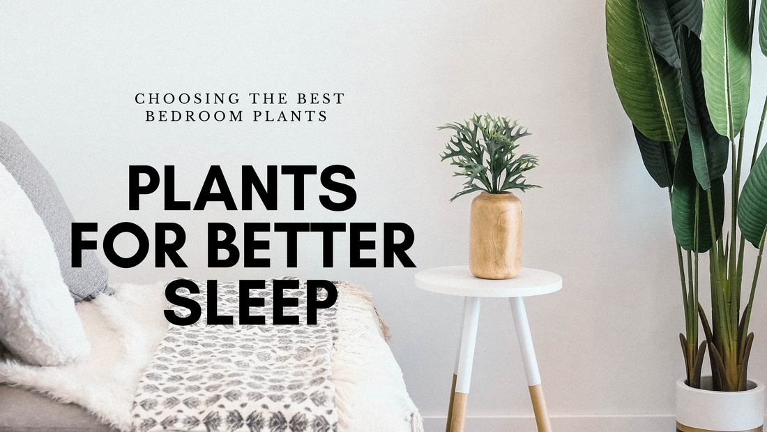 Top 5 Bedroom Plants For Better Sleep