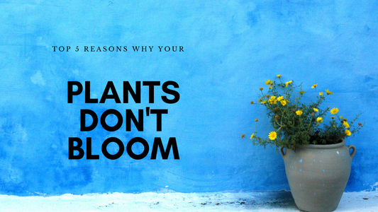 Top 5 Reasons Why Your Plants Don't Bloom