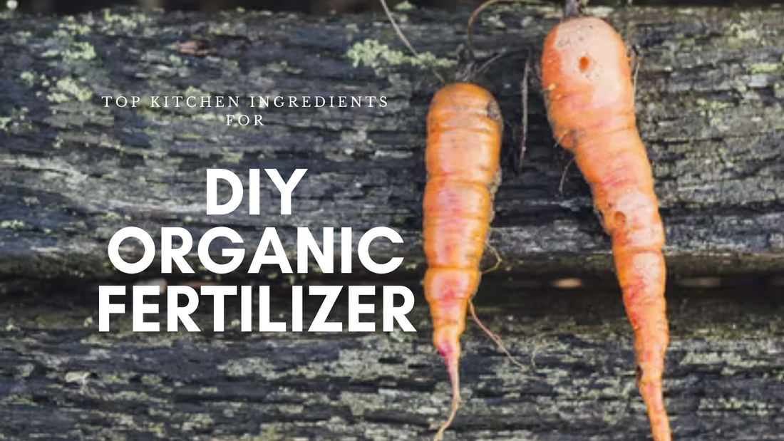 Top 5 Kitchen Ingredients for Homemade Organic Fertilizers