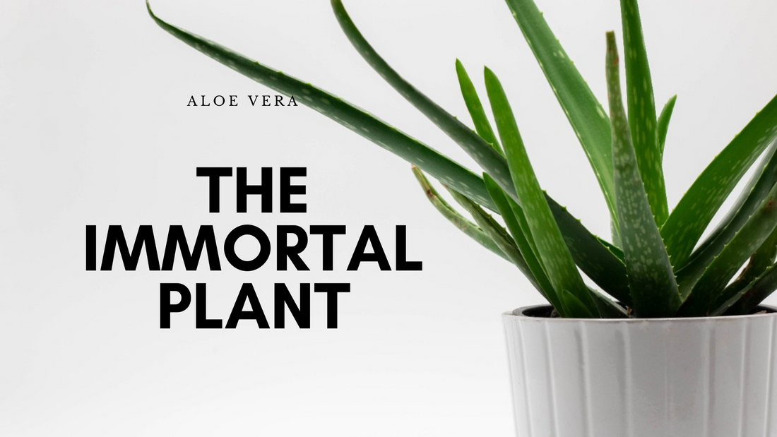 Aloe Vera: Plant Care & Growing Tips