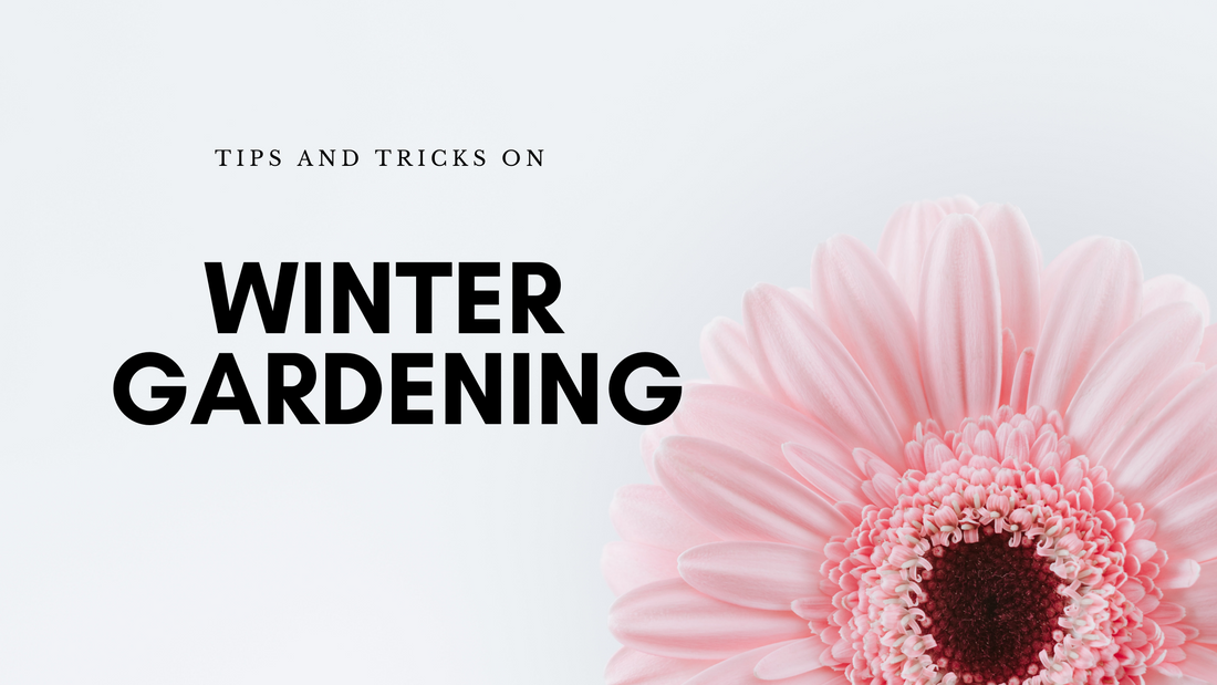Winter Gardening - Tips & Tricks