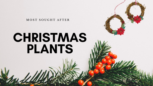 Top 5 Most Sought After Christmas Plants
