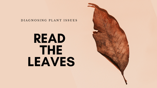 Read The Leaves - Diagnosing Plant Issues