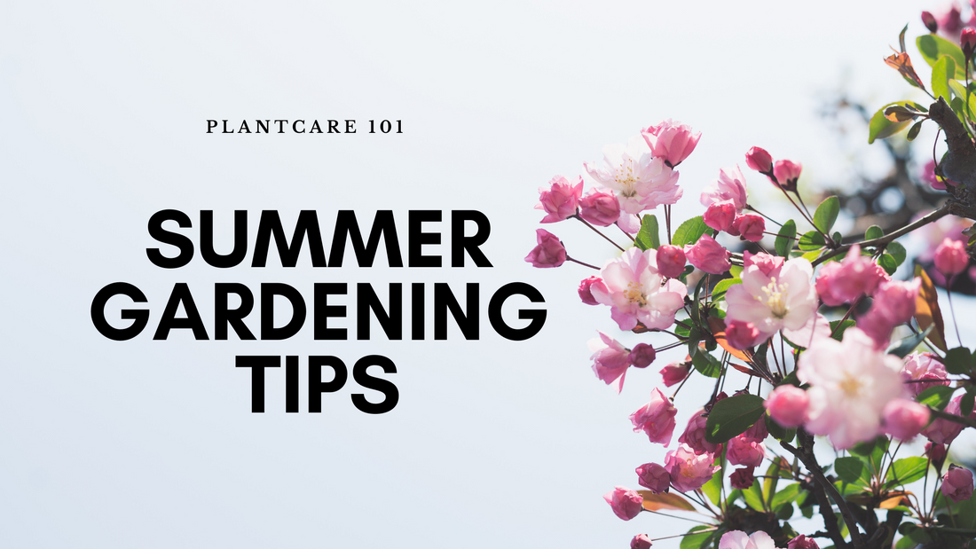 Top 6 Gardening Tips to Take Care of Your Plants This Summer