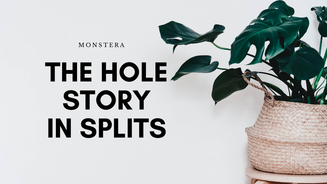 Monstera: The Hole Story in Splits