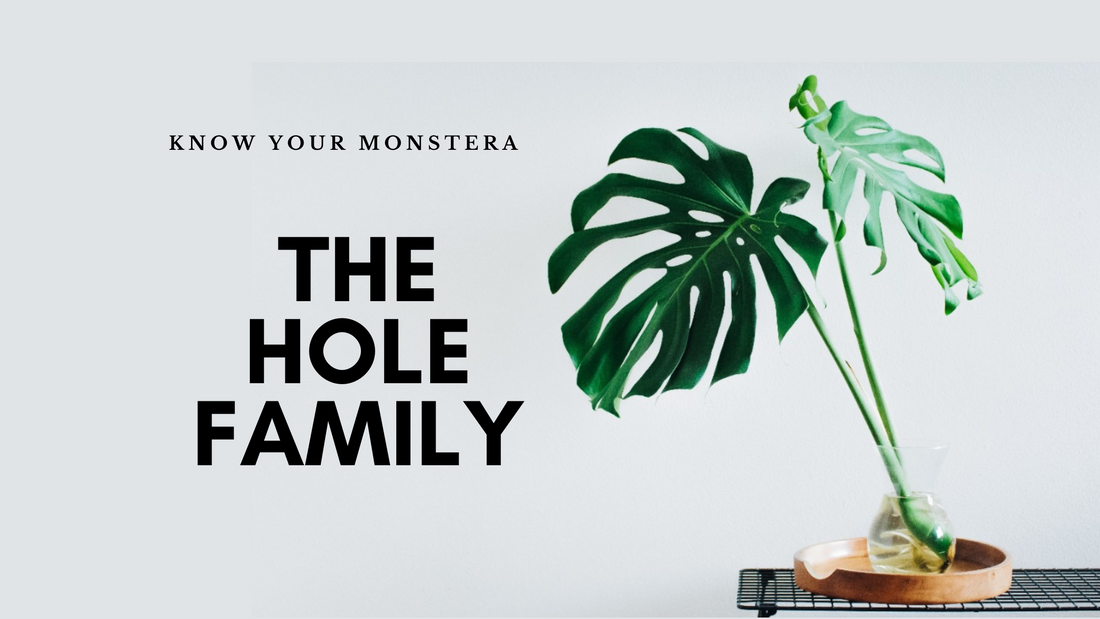 Know Your Monstera - The Hole Family