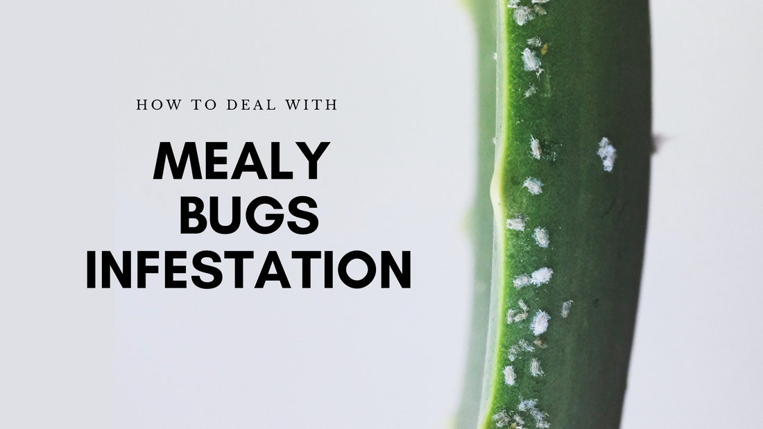 How to Deal With Mealy Bugs Infestation