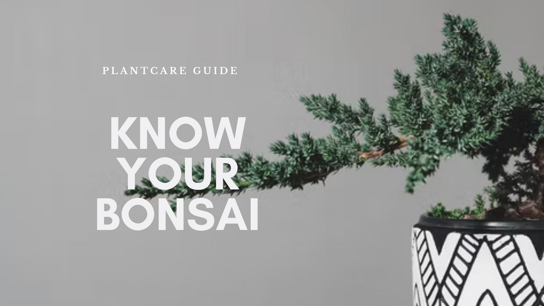 Know Your Bonsai - PlantCare Guide