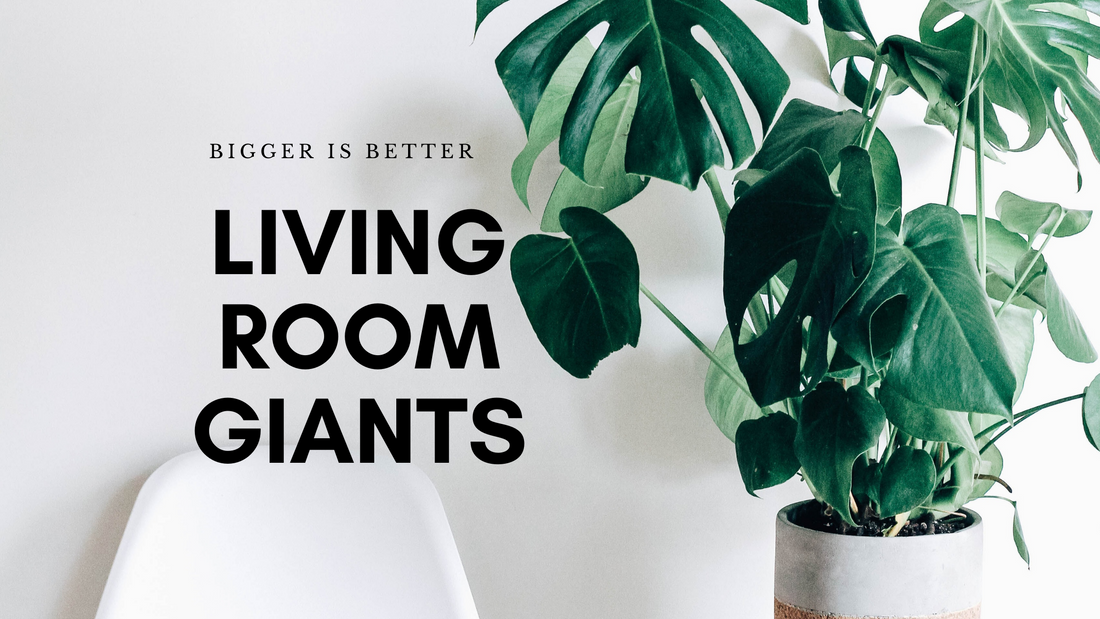 5 Best choices for Tall Plant Lovers
