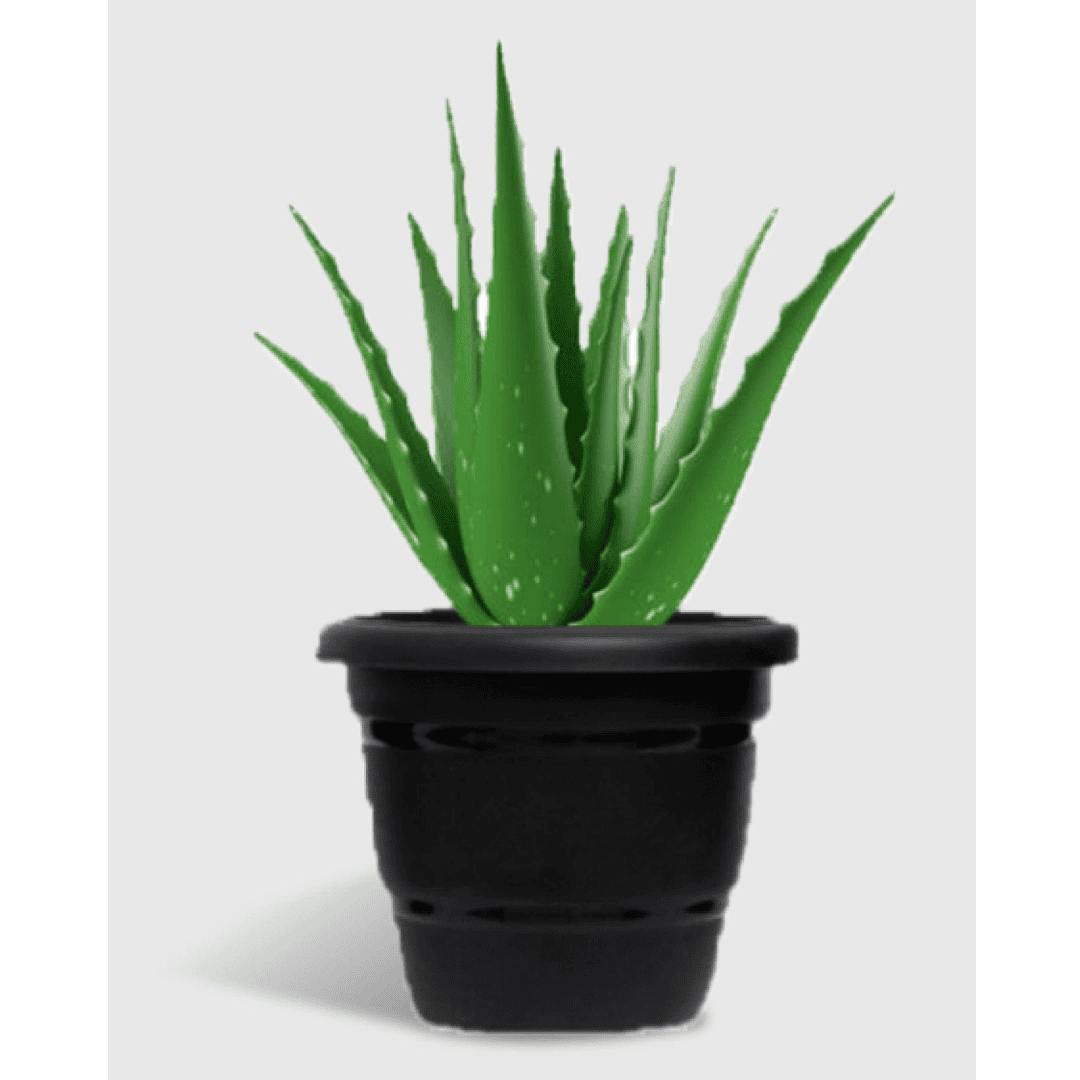 Aloe Vera (Medicinal Plant)