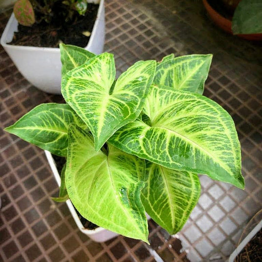 Syngonium Green, Syngonium Variegated Plant