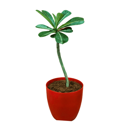 Adenium Plant (Desert Rose Plant)