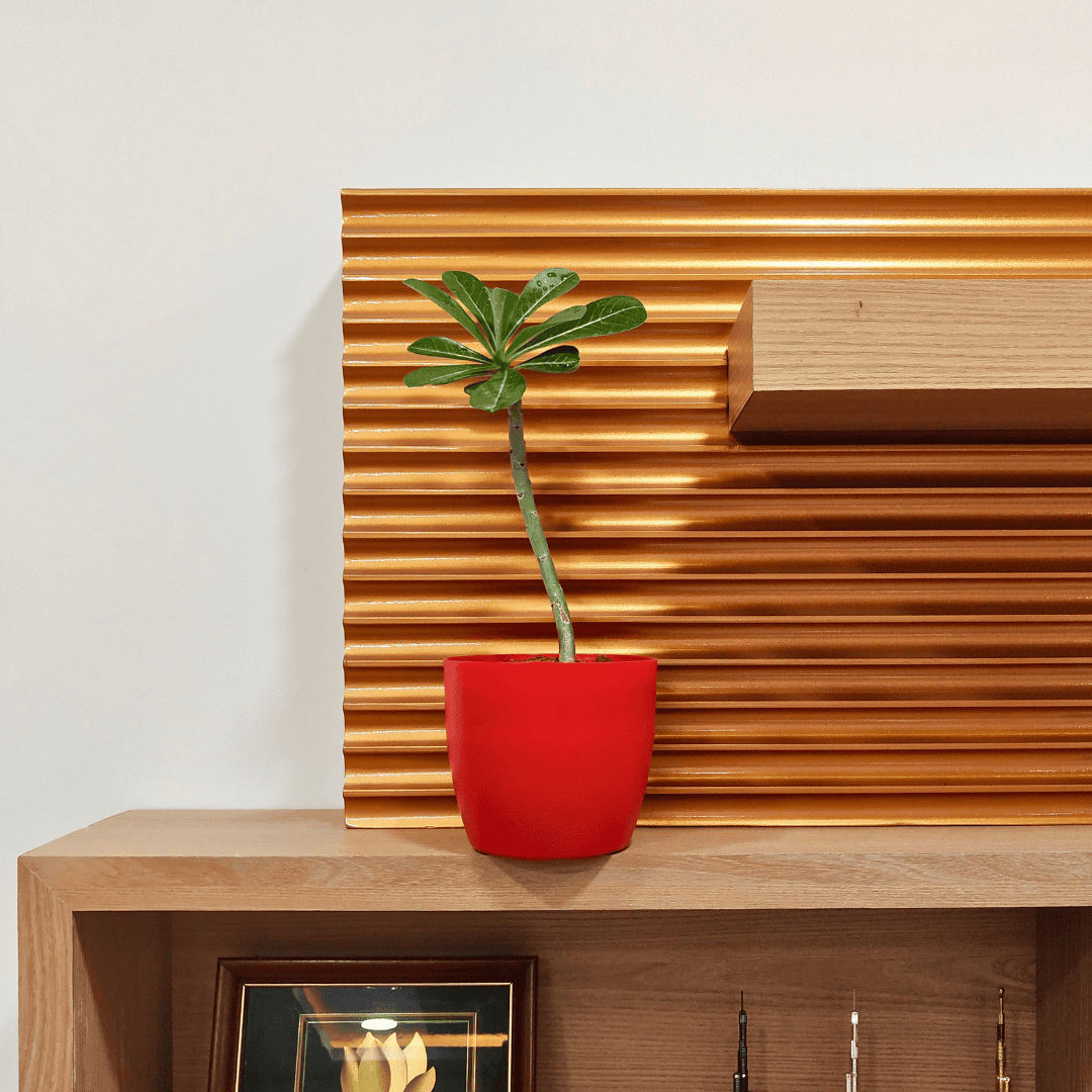 Adenium Plant (Desert Rose Plant) – Leafy Island