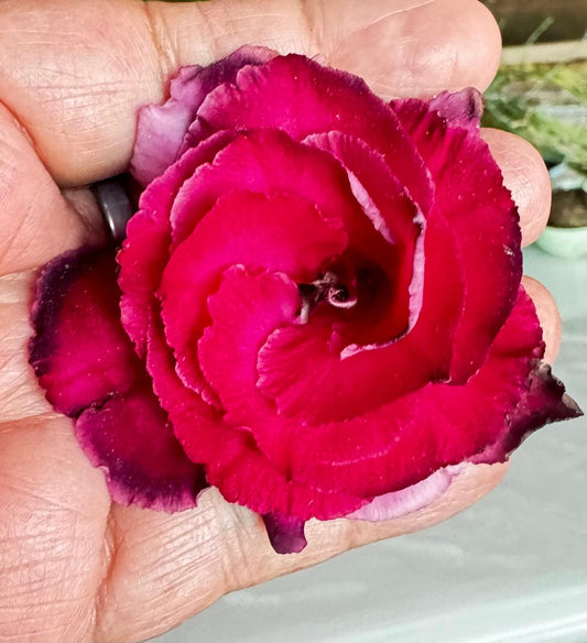 🌺 Live Grafted Adenium 801 – Multipetal Vibrant Red Bloom | Exact Plant Dispatch 🌺