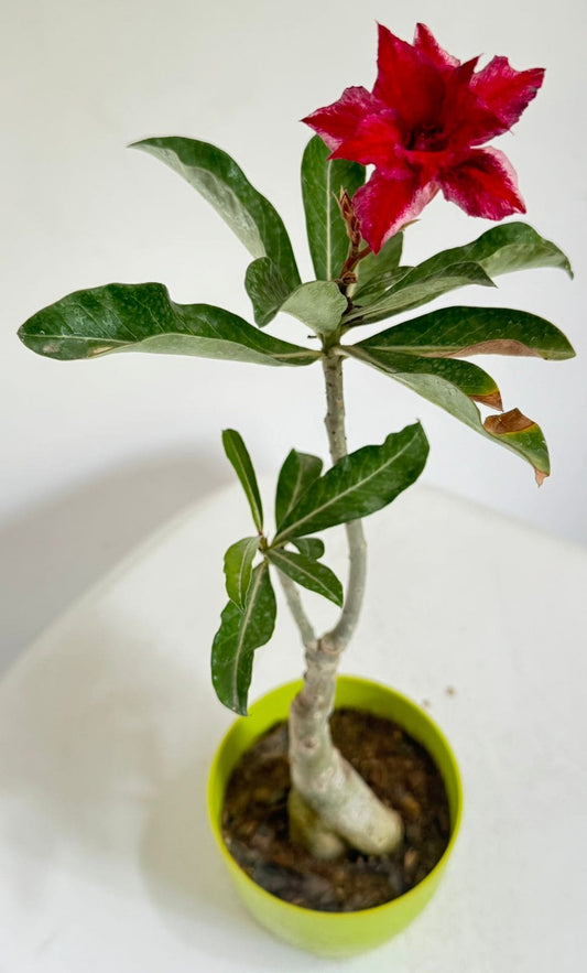 Live Grafted Adenium 702 | Double Blooms in Pink & Red | Exact Plant Dispatch