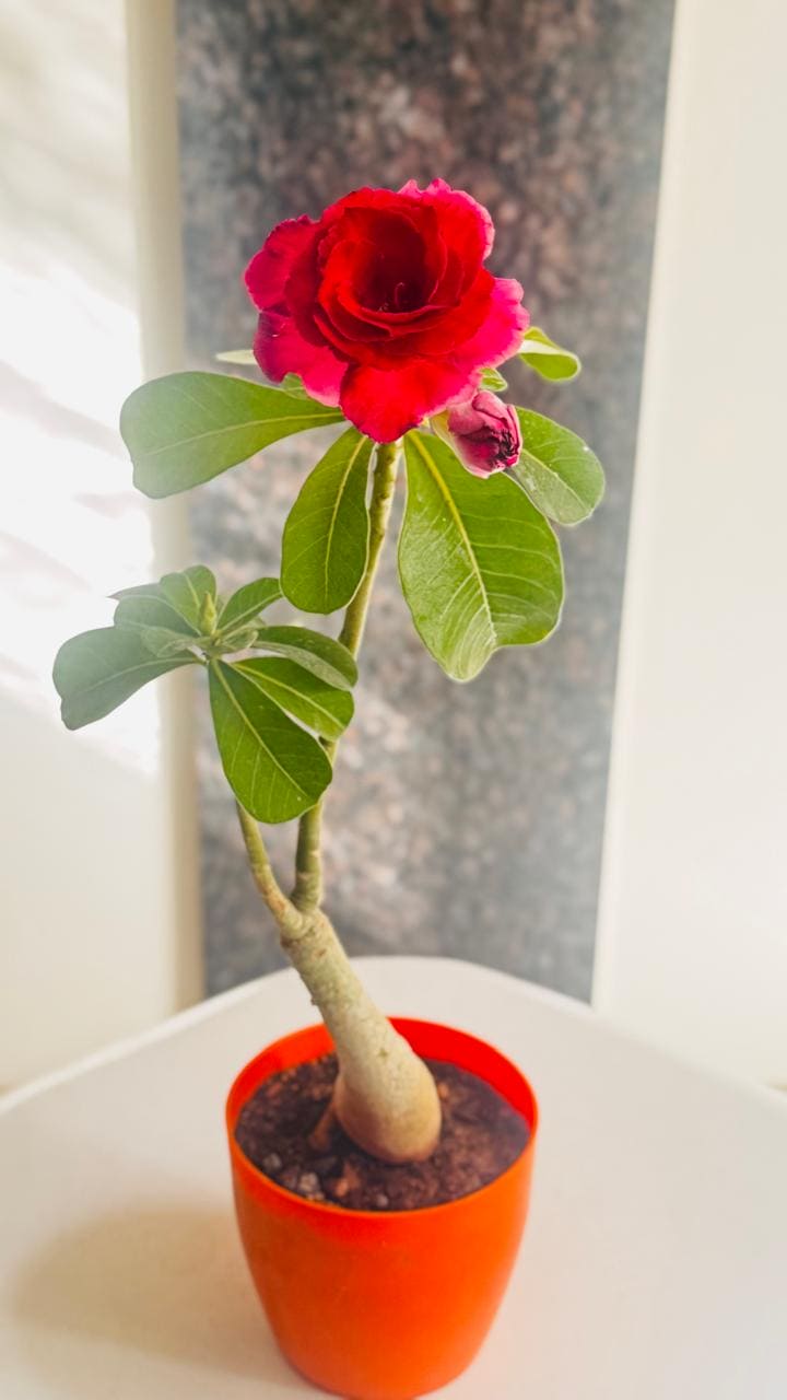 🌺 Live Grafted Adenium 801 – Multipetal Vibrant Red Bloom | Exact Plant Dispatch 🌺