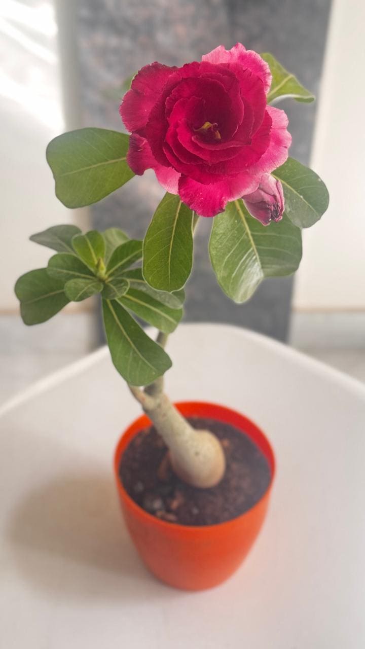 🌺 Live Grafted Adenium 801 – Multipetal Vibrant Red Bloom | Exact Plant Dispatch 🌺
