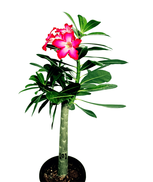 Adenium Plant Code 101  (Desert Rose Plant) - Single plant