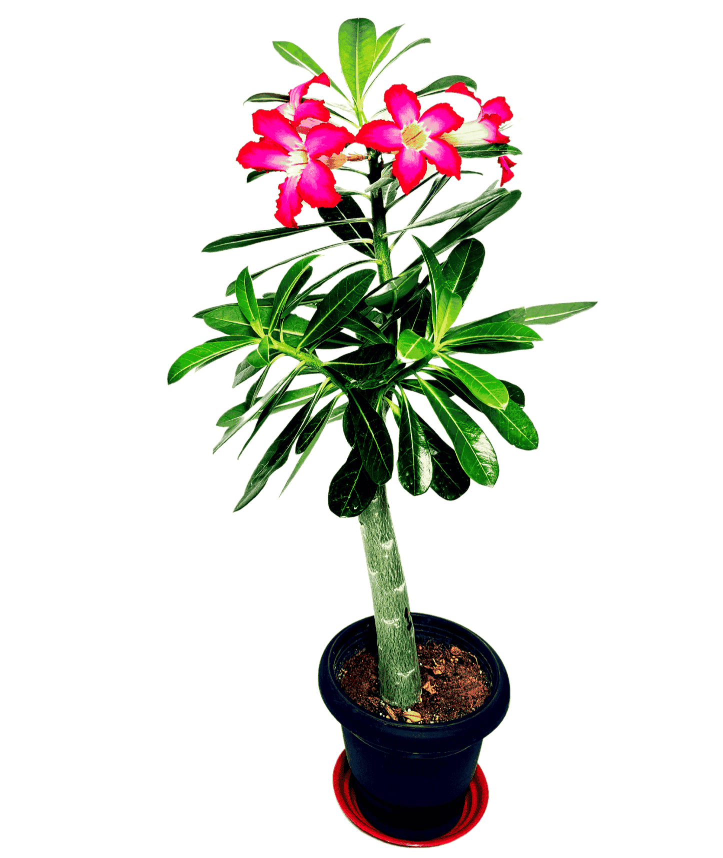 Adenium Plant Code 101  (Desert Rose Plant) - Single plant