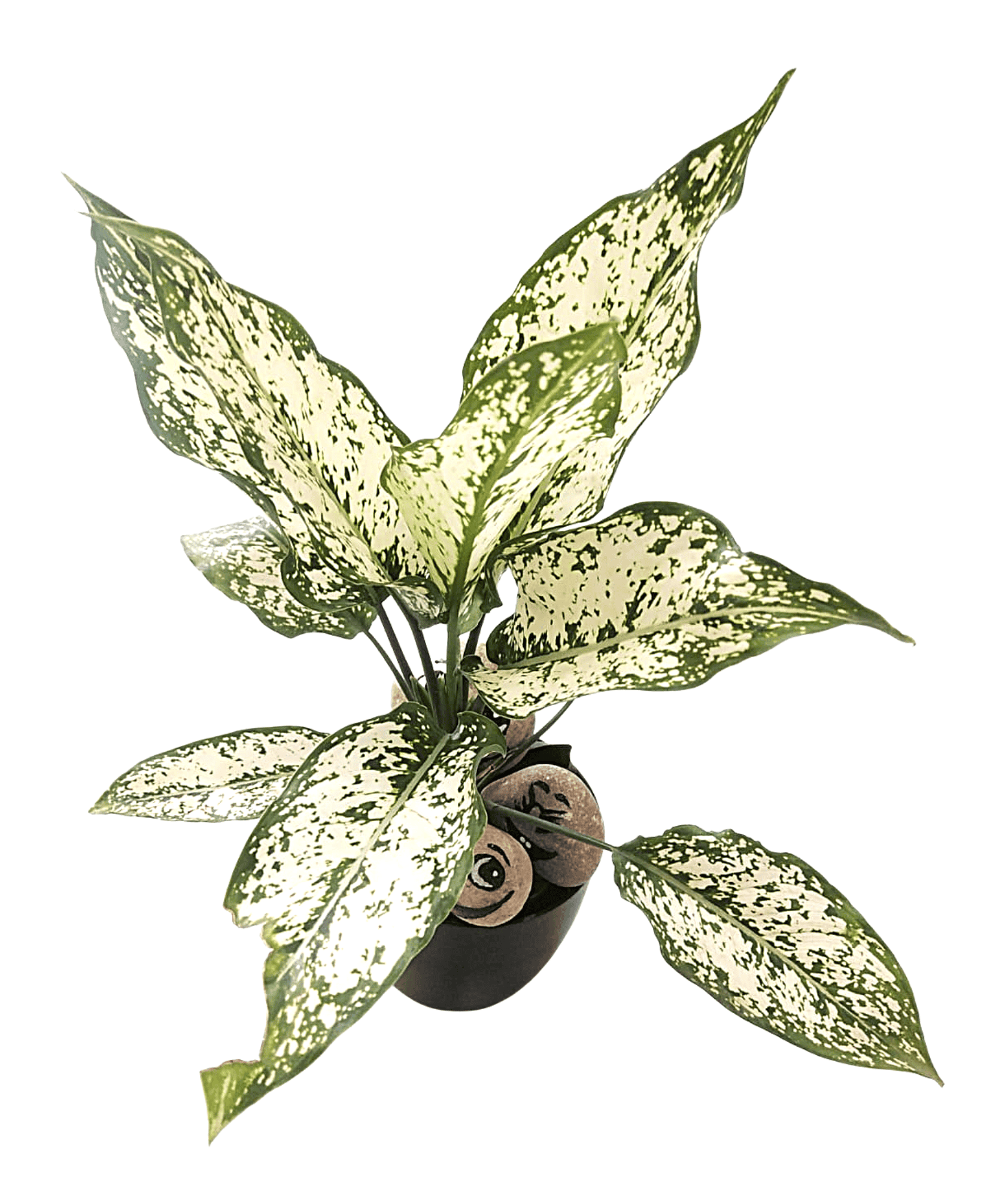aglaonema snowflake Aglaonema Snow White or Aglaonema Snowflake – Leafy Island