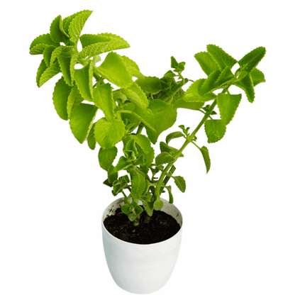 Mexican Mint/ Indian Borage/ Patharchur/ Ajwain Plant