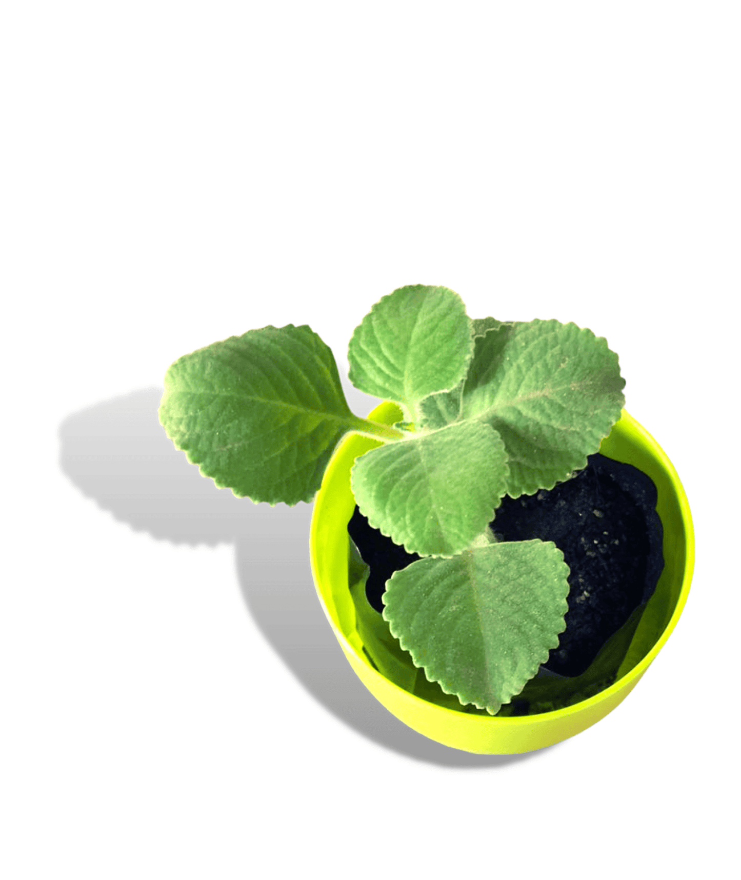 Mexican Mint/ Indian Borage/ Patharchur/ Ajwain Plant