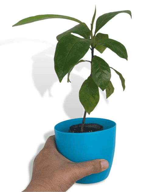 Badam Tree, Almond Tree, Terminalia Catappa - Plant