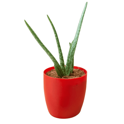 Aloe Vera (Medicinal Plant)